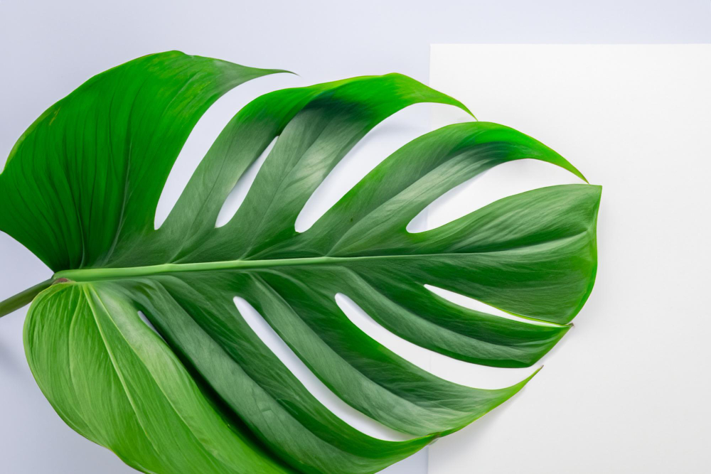 Green tropical leaf